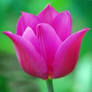 Meet your Posher, SC